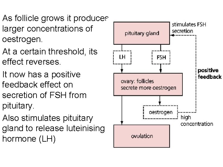 As follicle grows it produces larger concentrations of oestrogen. At a certain threshold, its