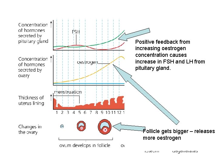 Positive feedback from increasing oestrogen concentration causes increase in FSH and LH from pituitary