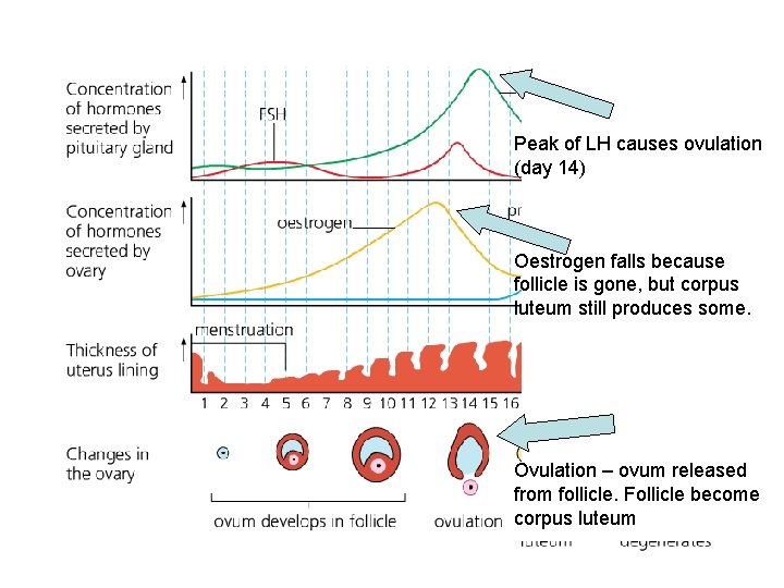 Peak of LH causes ovulation (day 14) Oestrogen falls because follicle is gone, but