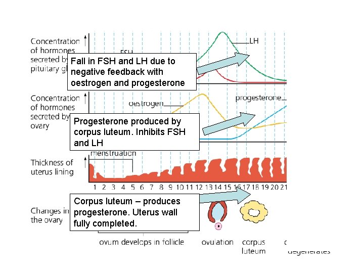 Fall in FSH and LH due to negative feedback with oestrogen and progesterone Progesterone