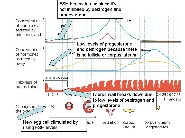 FSH begins to rise since it’s not inhibited by oestrogen and progesterone Low levels