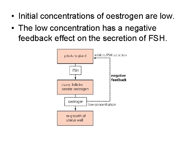  • Initial concentrations of oestrogen are low. • The low concentration has a