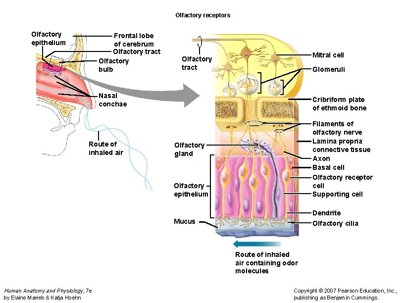 Olfactory receptors Olfactory epithelium Frontal lobe of cerebrum Olfactory tract Olfactory bulb Mitral cell