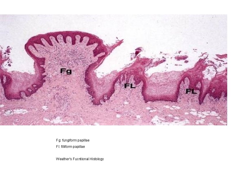 Fg: fungiform papillae Fl: filliform papillae Weather’s Fucntional Histology 