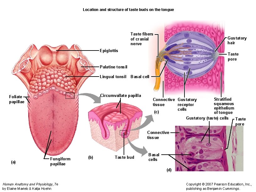 Location and structure of taste buds on the tongue Taste fibers of cranial nerve