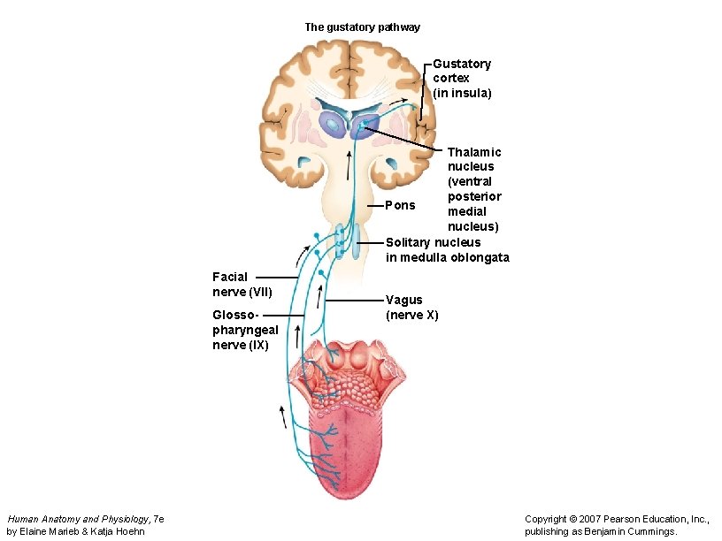 The gustatory pathway Gustatory cortex (in insula) Thalamic nucleus (ventral posterior Pons medial nucleus)