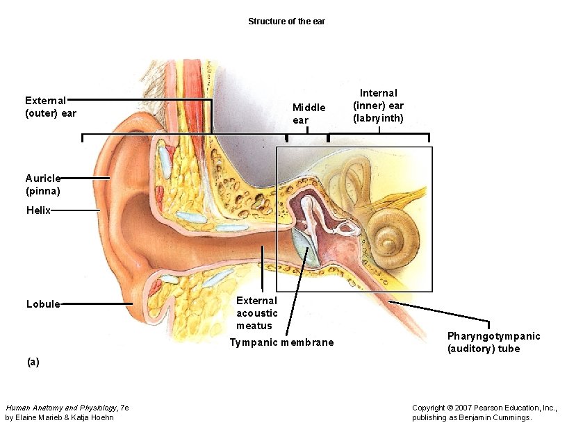 Structure of the ear External (outer) ear Middle ear Internal (inner) ear (labryinth) Auricle