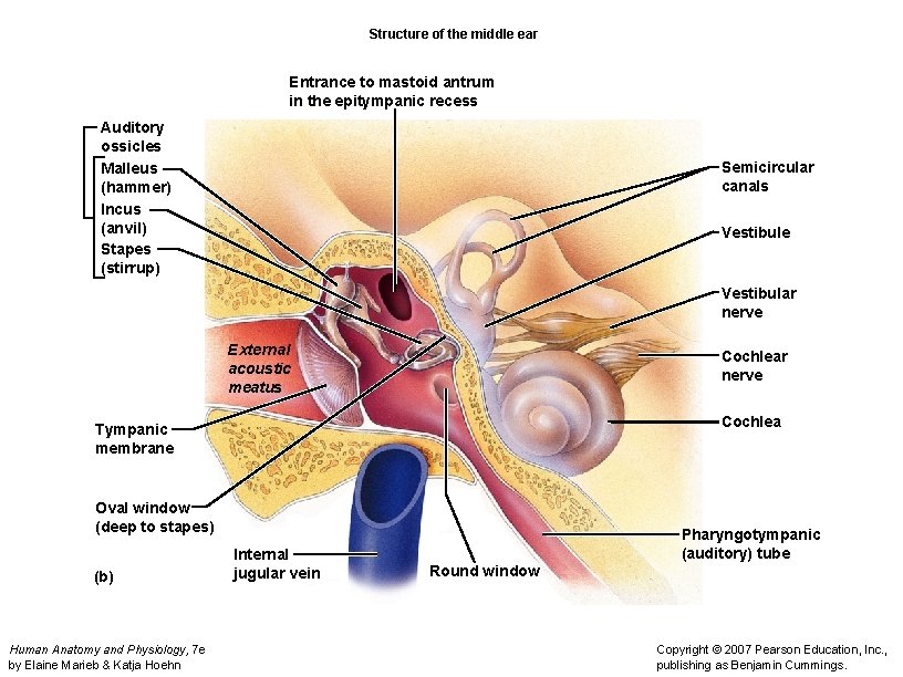 Structure of the middle ear Entrance to mastoid antrum in the epitympanic recess Auditory