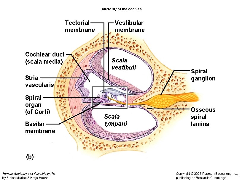 Anatomy of the cochlea Tectorial membrane Cochlear duct (scala media) Vestibular membrane Scala vestibuli