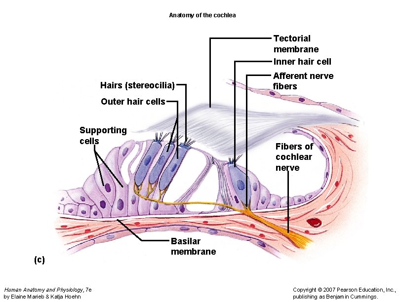 Anatomy of the cochlea Tectorial membrane Inner hair cell Hairs (stereocilia) Afferent nerve fibers