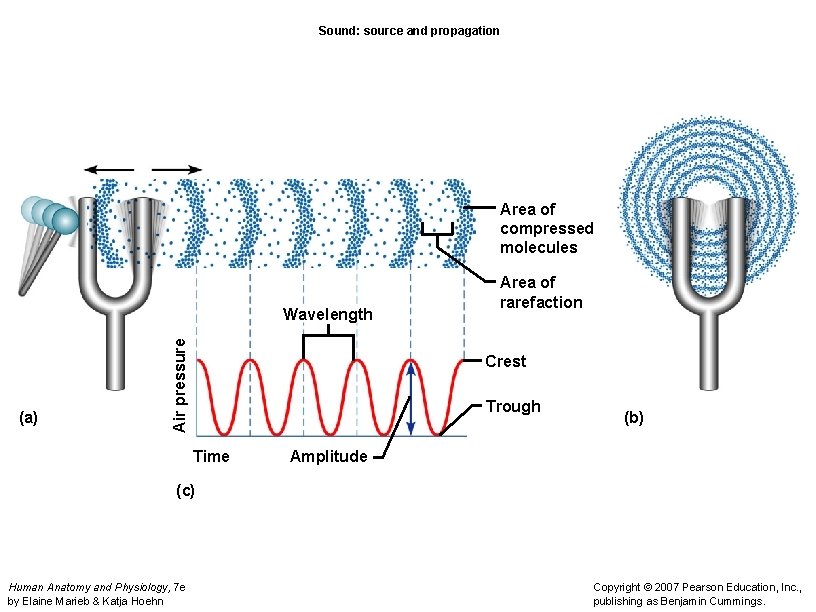 Sound: source and propagation Area of compressed molecules (a) Air pressure Wavelength Area of