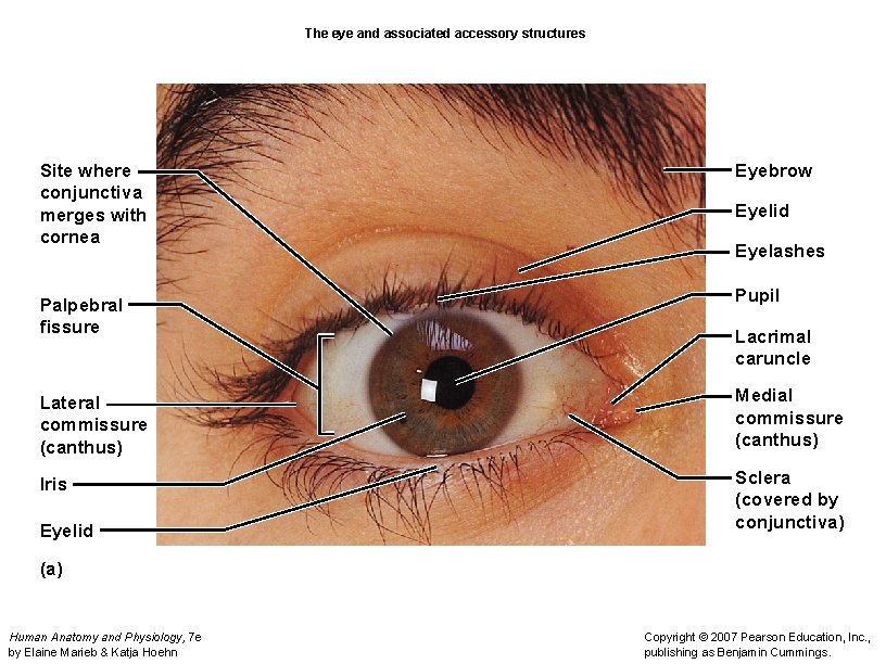 The eye and associated accessory structures Site where conjunctiva merges with cornea Palpebral fissure