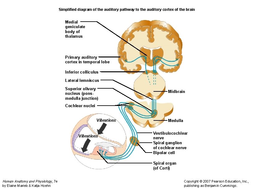 Simplified diagram of the auditory pathway to the auditory cortex of the brain Medial