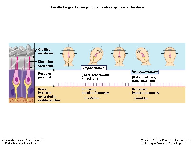 The effect of gravitational pull on a macula receptor cell in the utricle Otolithic
