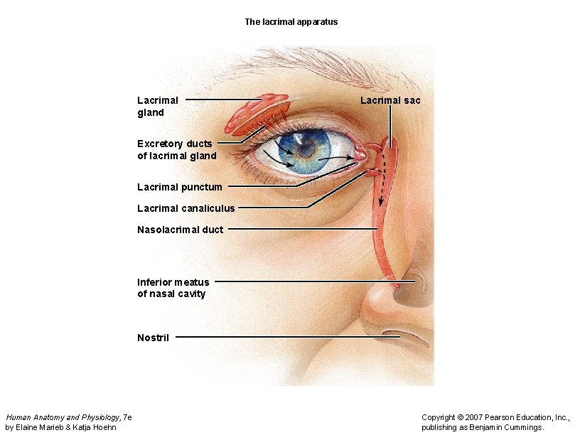 The lacrimal apparatus Lacrimal gland Lacrimal sac Excretory ducts of lacrimal gland Lacrimal punctum