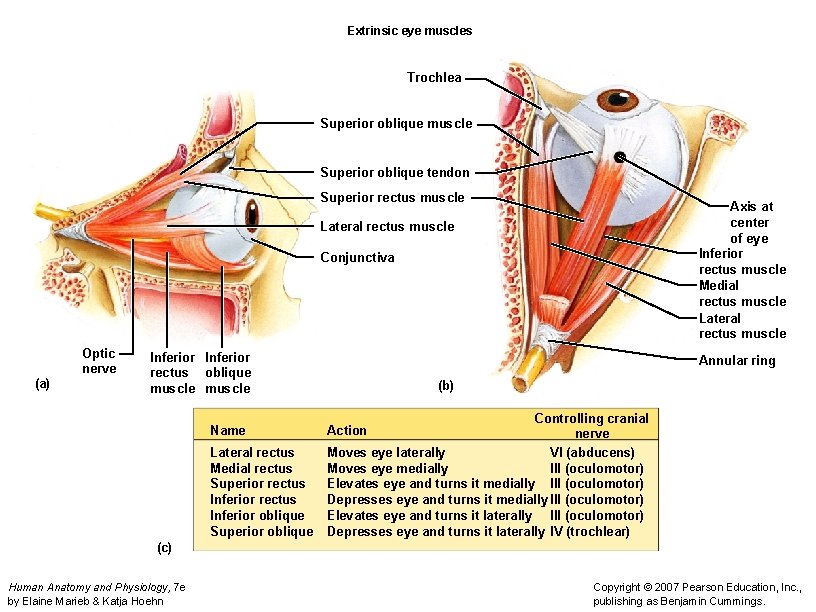 Extrinsic eye muscles Trochlea Superior oblique muscle Superior oblique tendon Superior rectus muscle Axis
