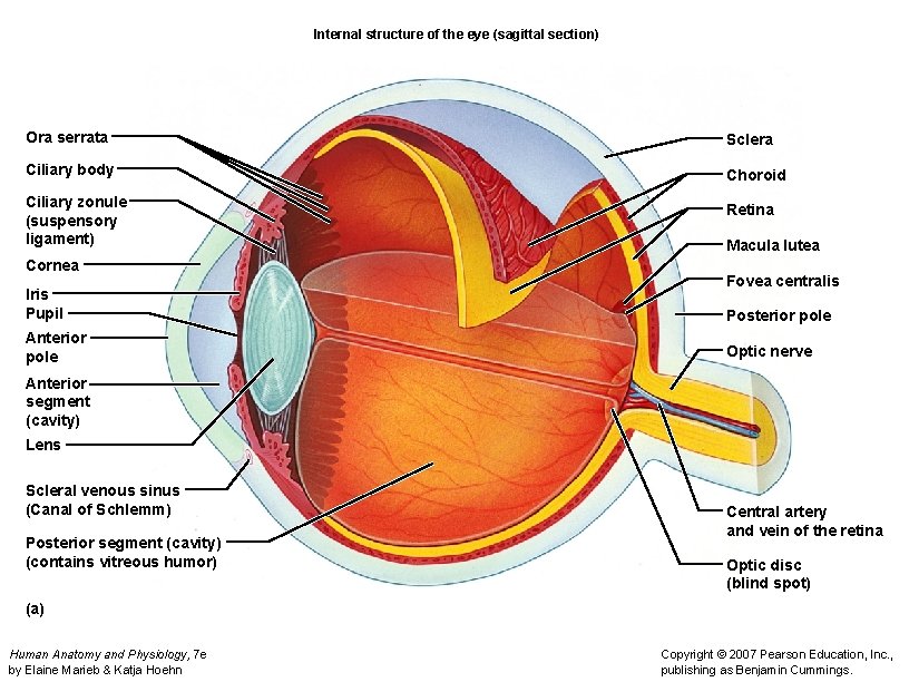 Internal structure of the eye (sagittal section) Ora serrata Sclera Ciliary body Choroid Ciliary