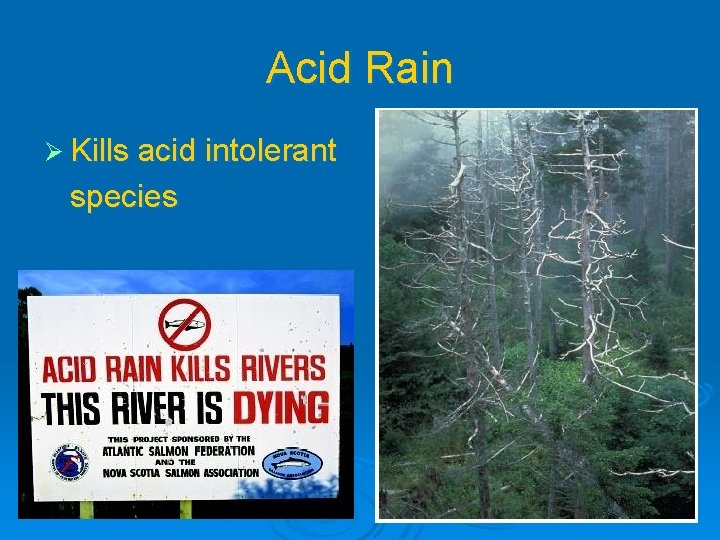Acid Rain Ø Kills acid intolerant species 