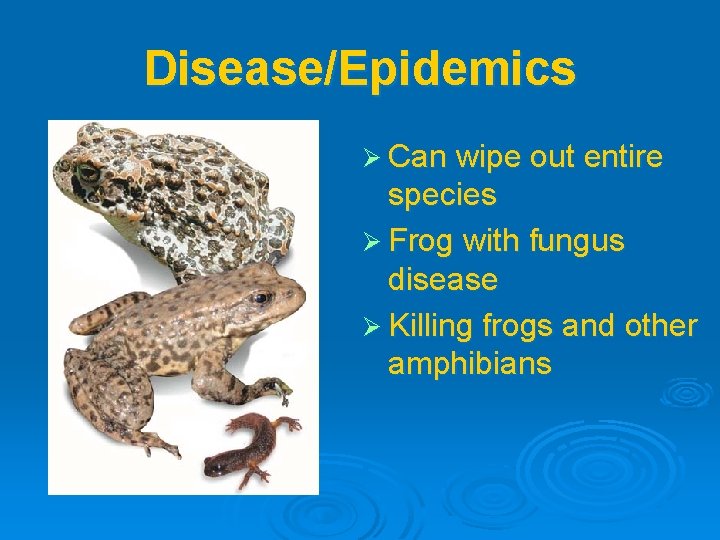 Disease/Epidemics Ø Can wipe out entire species Ø Frog with fungus disease Ø Killing