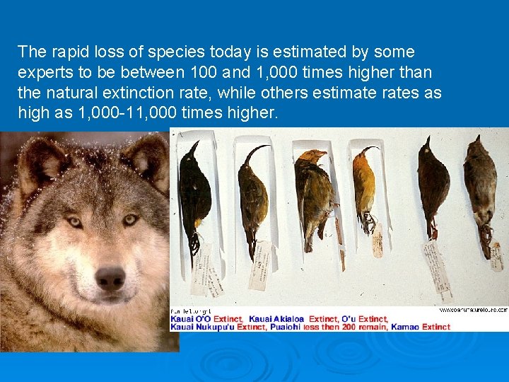 The rapid loss of species today is estimated by some experts to be between