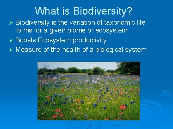 What is Biodiversity? Biodiversity is the variation of taxonomic life forms for a given