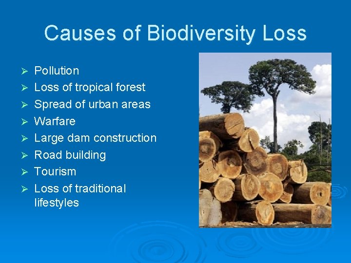 Causes of Biodiversity Loss Ø Ø Ø Ø Pollution Loss of tropical forest Spread