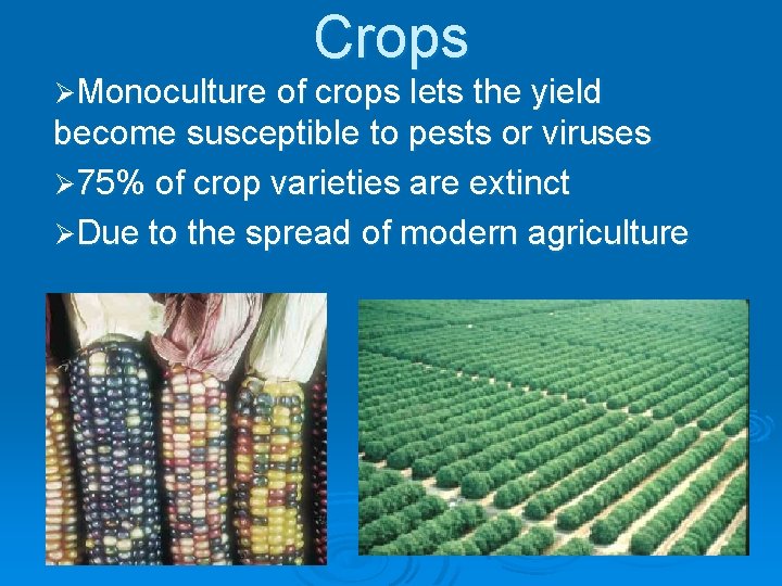 Crops ØMonoculture of crops lets the yield become susceptible to pests or viruses Ø