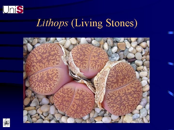 Lithops (Living Stones) 