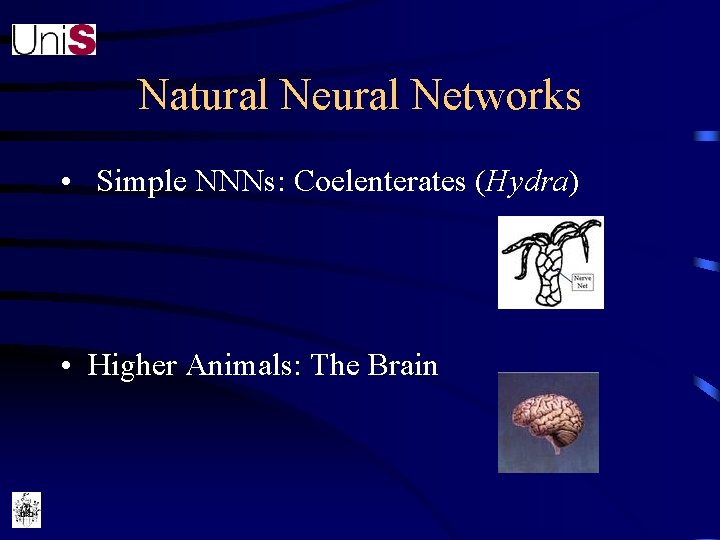 Natural Networks • Simple NNNs: Coelenterates (Hydra) • Higher Animals: The Brain 