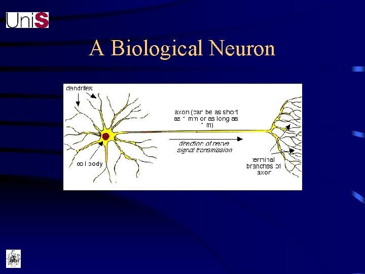 A Biological Neuron 