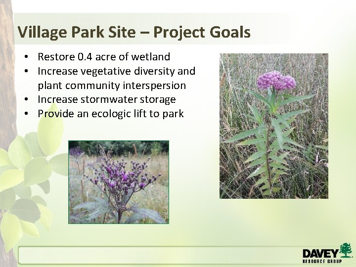 Village Park Site – Project Goals • Restore 0. 4 acre of wetland •