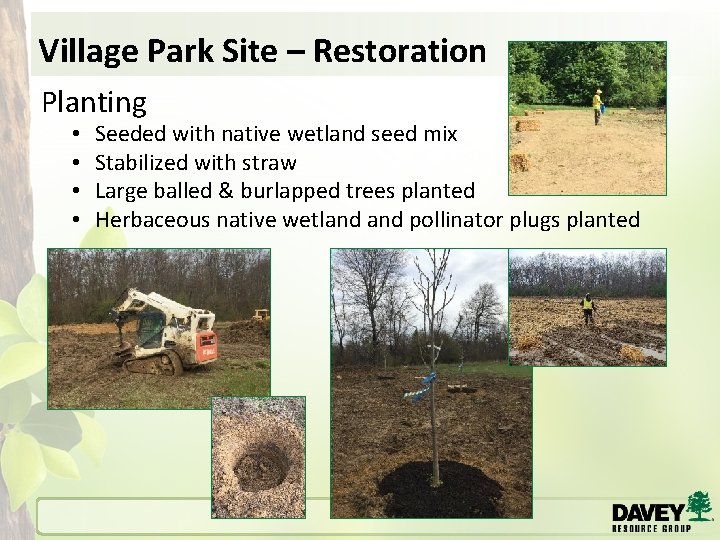 Village Park Site – Restoration Planting • • Seeded with native wetland seed mix