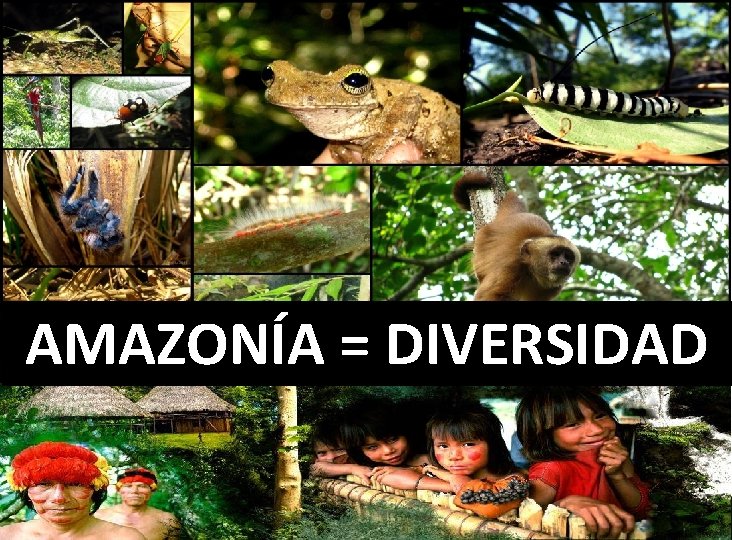 AMAZONÍA = DIVERSIDAD 