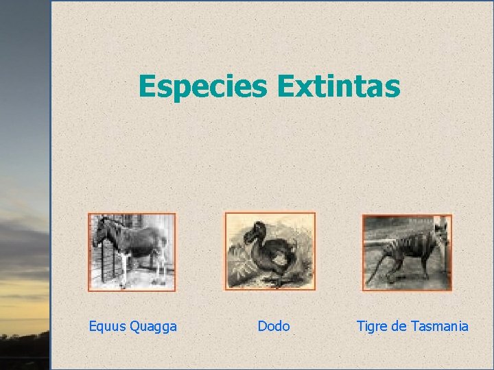 Especies Extintas Equus Quagga Dodo Tigre de Tasmania 