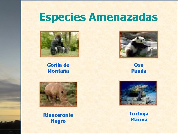 Especies Amenazadas Gorila de Montaña Oso Panda Rinoceronte Negro Tortuga Marina 