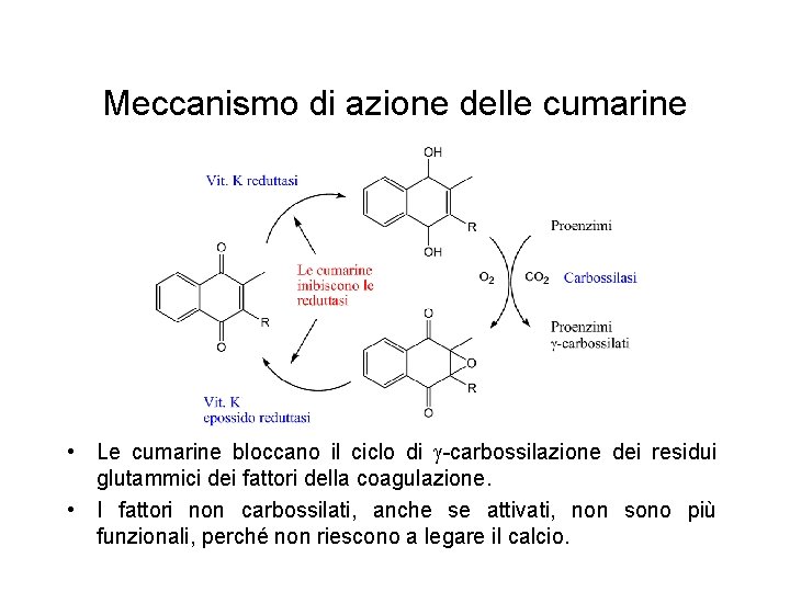 Meccanismo di azione delle cumarine • Le cumarine bloccano il ciclo di -carbossilazione dei