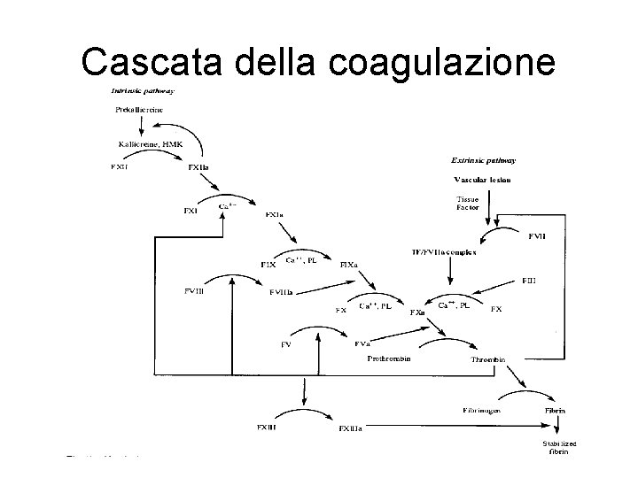 Cascata della coagulazione 