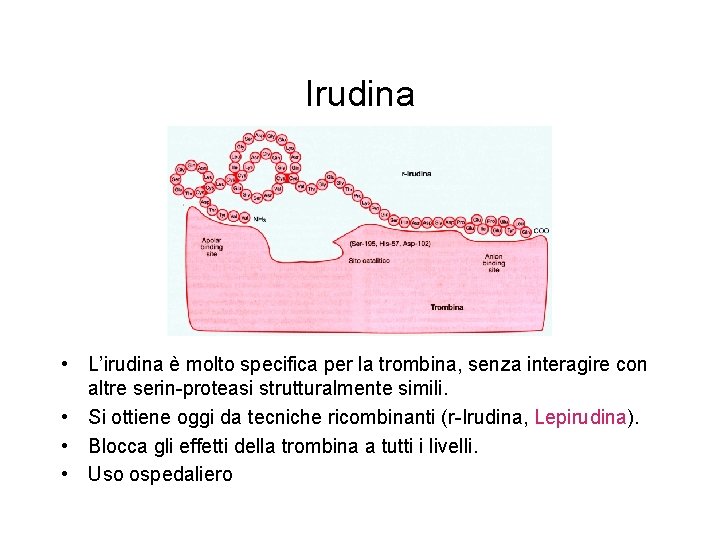 Irudina • L’irudina è molto specifica per la trombina, senza interagire con altre serin-proteasi