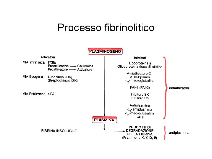 Processo fibrinolitico 