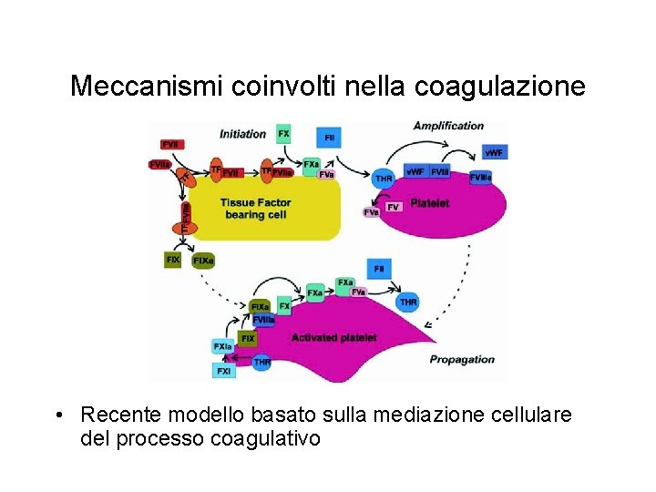 Meccanismi coinvolti nella coagulazione • Recente modello basato sulla mediazione cellulare del processo coagulativo
