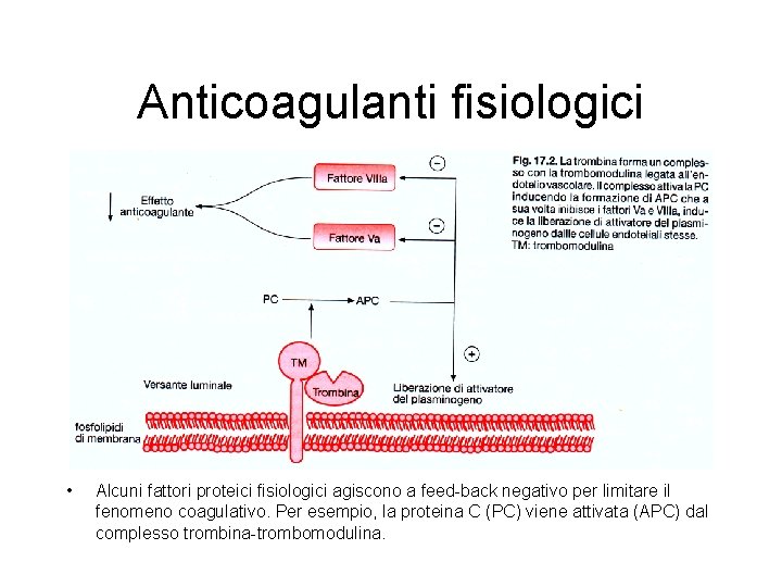 Anticoagulanti fisiologici • Alcuni fattori proteici fisiologici agiscono a feed-back negativo per limitare il