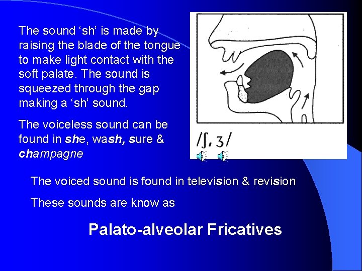 The sound ‘sh’ is made by raising the blade of the tongue to make