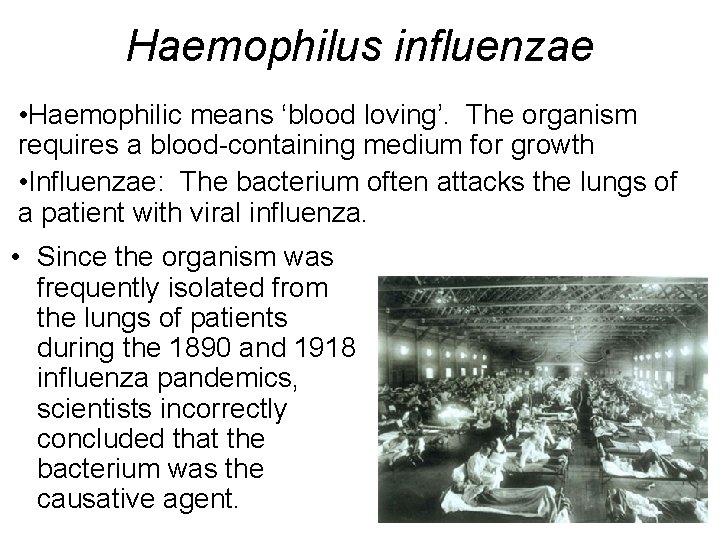 Haemophilus influenzae • Haemophilic means ‘blood loving’. The organism requires a blood-containing medium for