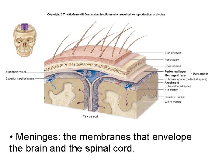  • Meninges: the membranes that envelope the brain and the spinal cord. 