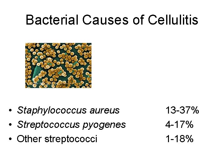 Bacterial Causes of Cellulitis • Staphylococcus aureus • Streptococcus pyogenes • Other streptococci 13