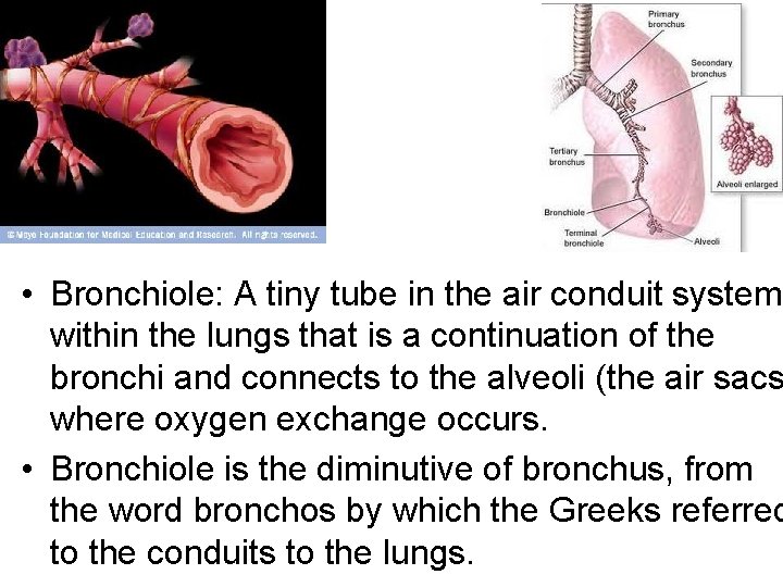• Bronchiole: A tiny tube in the air conduit system within the lungs • Bronchiole: A tiny tube in the air conduit system within the lungs