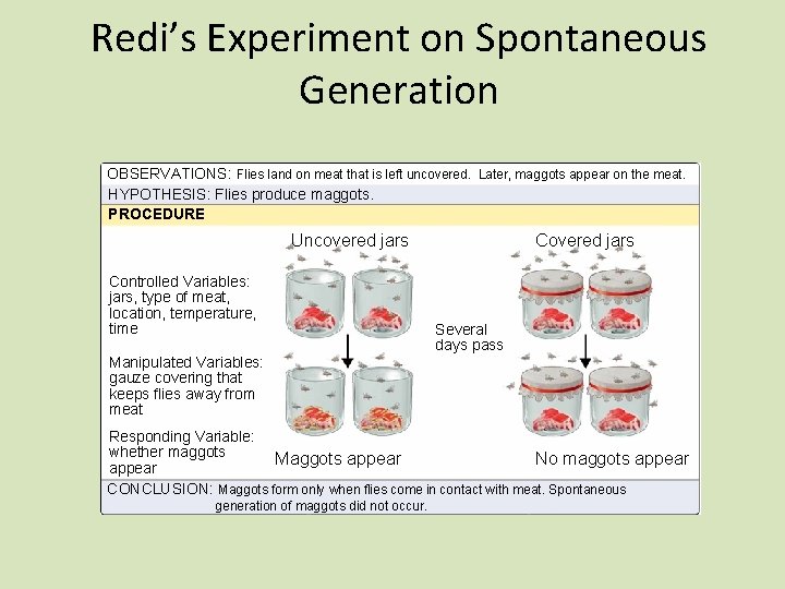 Redi’s Experiment on Spontaneous Generation OBSERVATIONS: Flies land on meat that is left uncovered.