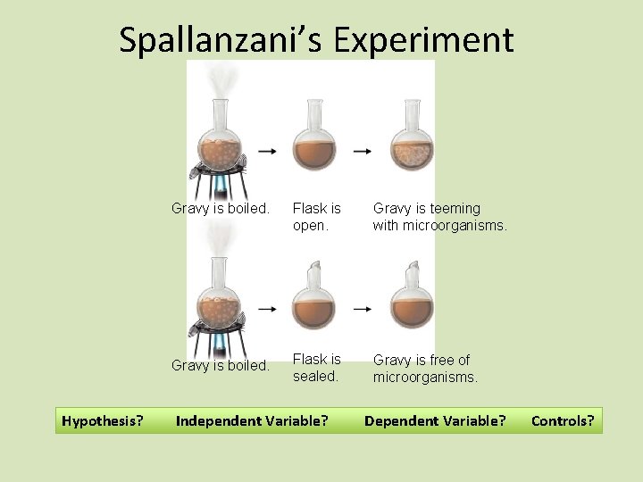 Spallanzani’s Experiment Hypothesis? Gravy is boiled. Flask is open. Gravy is teeming with microorganisms.