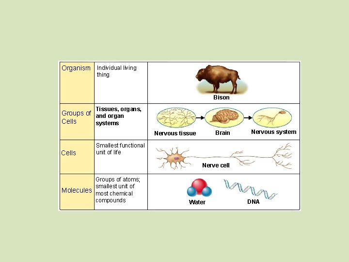 Organism Individual living thing Bison Tissues, organs, Groups of and organ Cells systems Brain