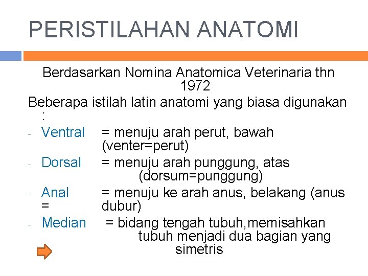 PERISTILAHAN ANATOMI Berdasarkan Nomina Anatomica Veterinaria thn 1972 Beberapa istilah latin anatomi yang biasa
